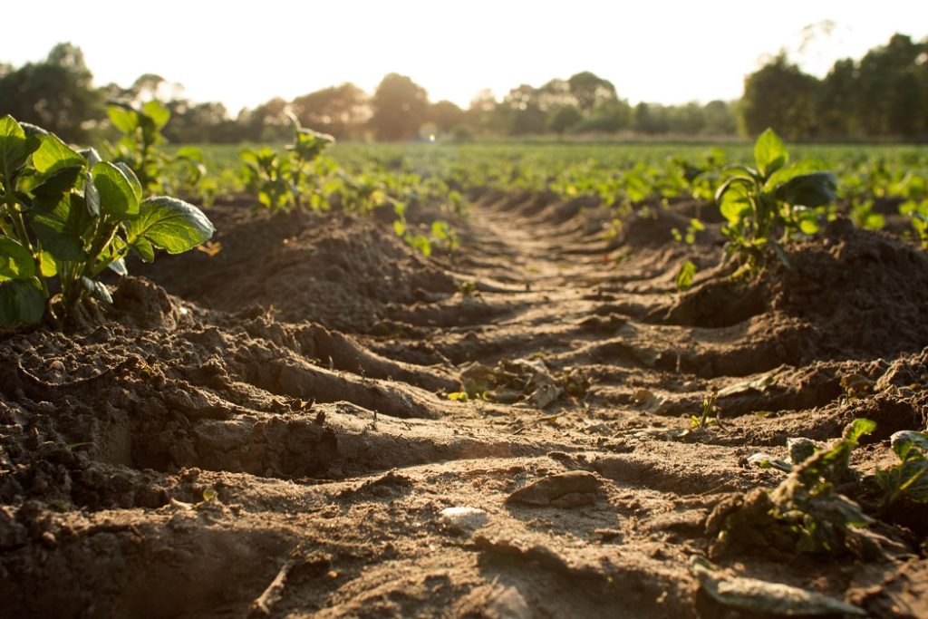 soil clearing