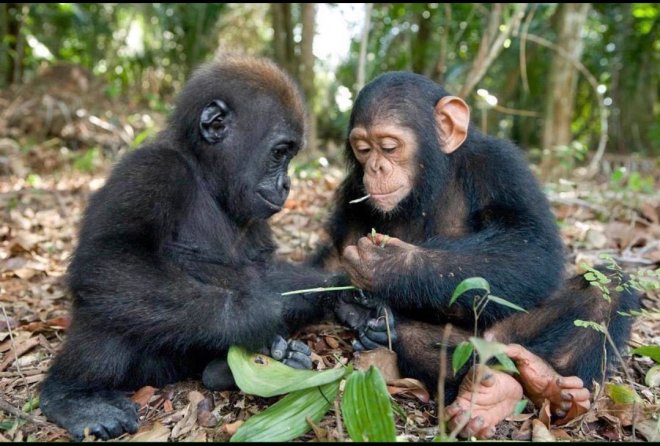 Baby Chimp and Baby Gorilla