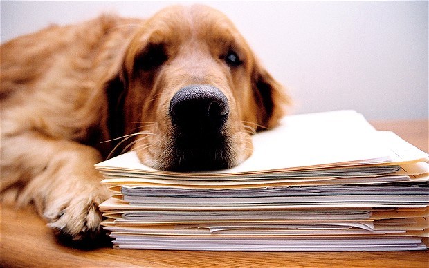 depressed dog rests on files model released. Image shot 2006. Exact date unknown.