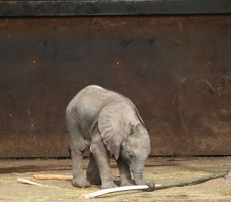 pictures of cute baby animals - baby elephant 5