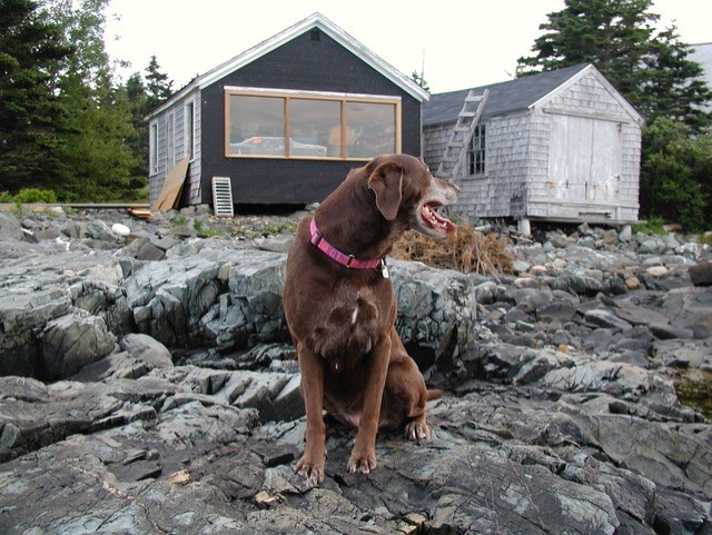 “The Best Brown Dog” photo