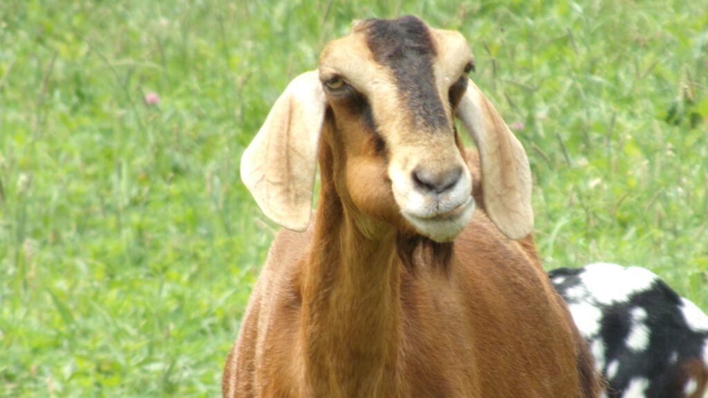 brown goat with green grass in the background